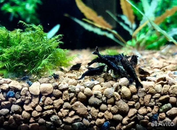Креветки разные красные/синие/прозрачные/чёрные