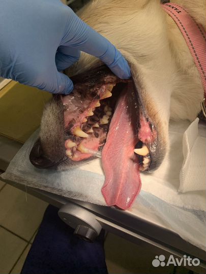 Ветеринарный врач на дом