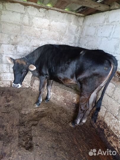 Телка и бычок