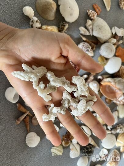 Ракушки с разных уголков земли