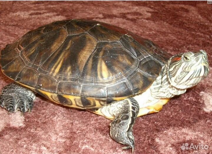 Красноухая черепаха