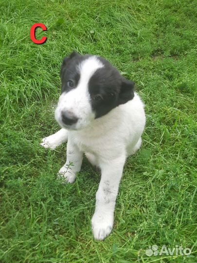 Среднеазиатская овчарка алабай щенки