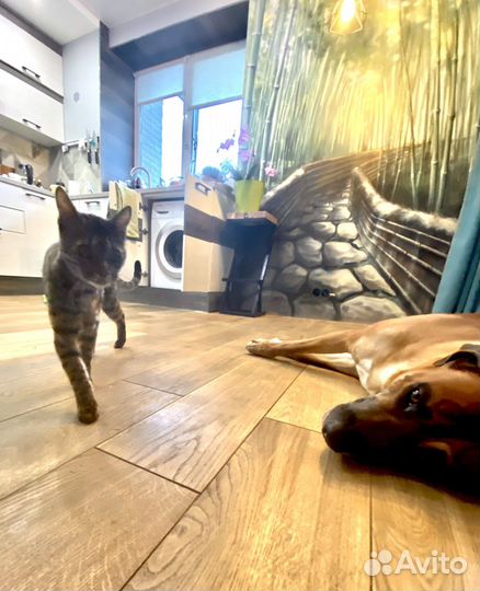 Передержка животных на время отпуска