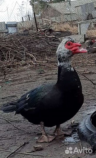 Мускусные утки