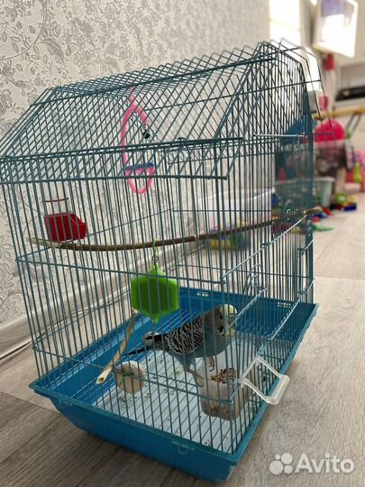 Волнистый попугай