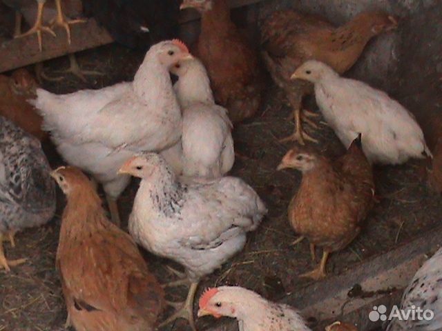 телки полтора года. авито фролово животные. куйбышев волгоградская область. дом во фролово волгоградская область. авито фролово животные.