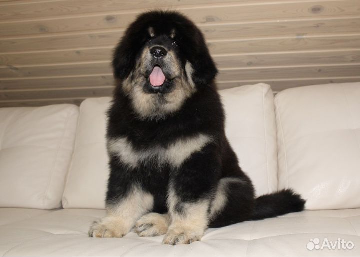 Тибетский мастиф