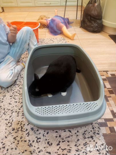 Лоток для кошек