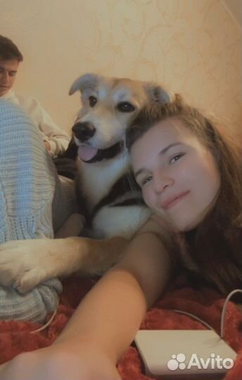 Догситтер/Зооняня