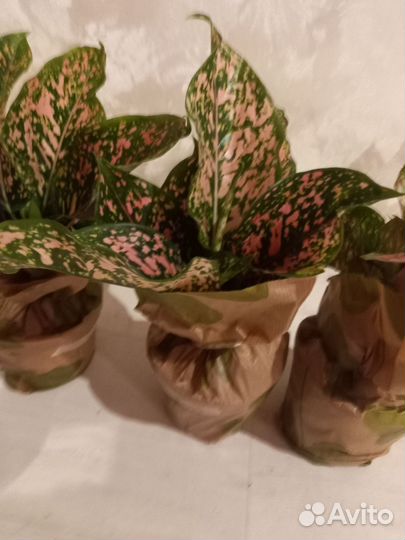 Аглаонема Далматин