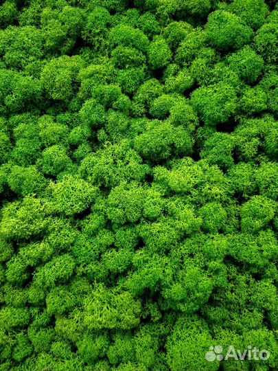 Стабилизированный мох