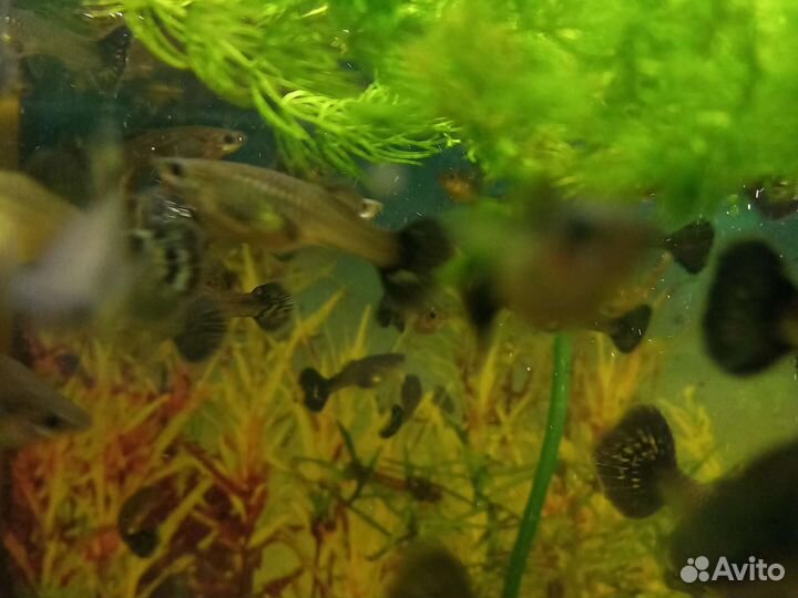 Аквариумные рыбки гуппи. Сомики, растения риччия