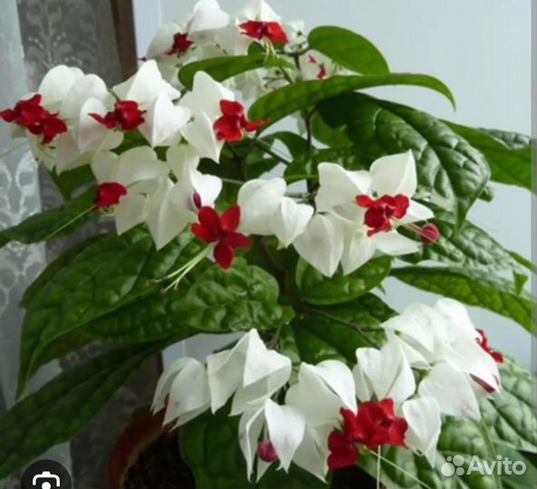 Клеродендрум томпсона