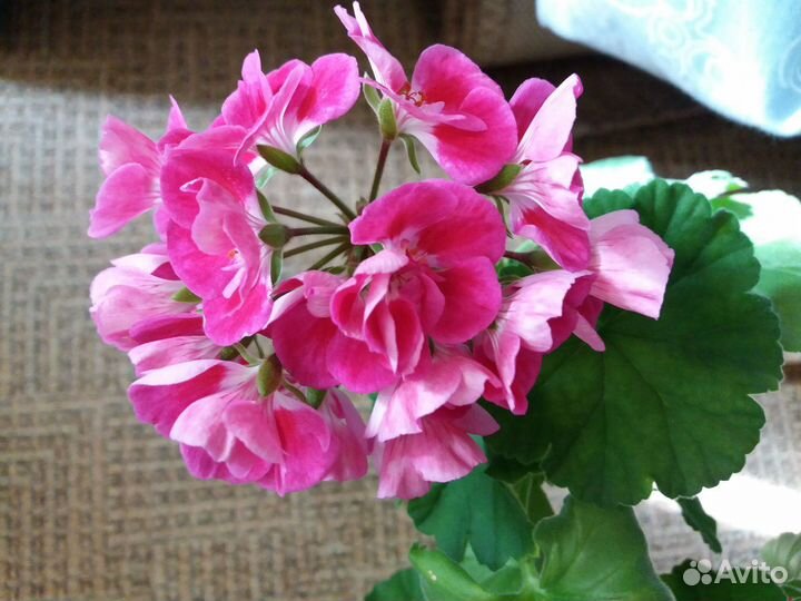 Пеларгония (герань)