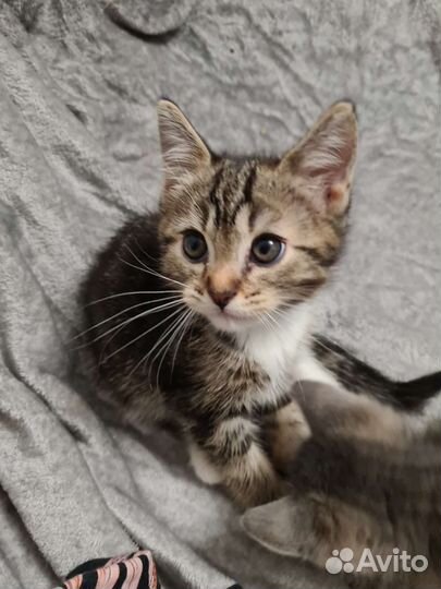 Котята в добрые руки бесплатно