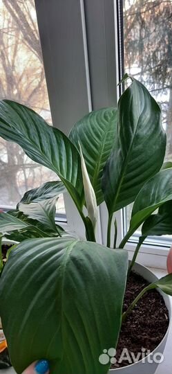 Комнатные растения