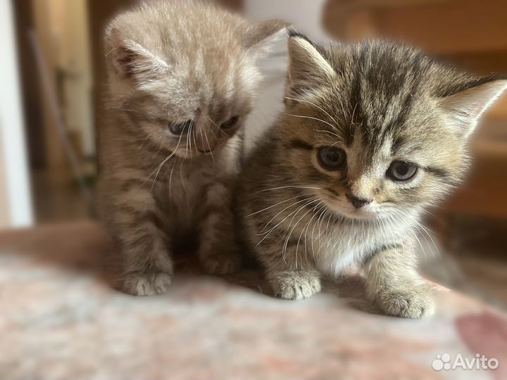 Британские котята