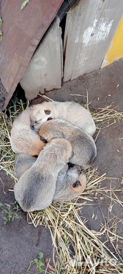 Щенки в добрые руки даром