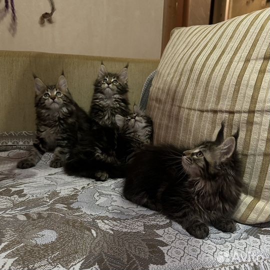 Котята Мэйн-кун