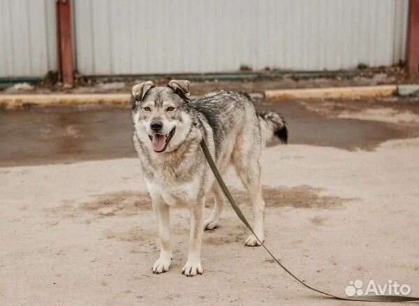 Шикарный Крузо в добрые руки