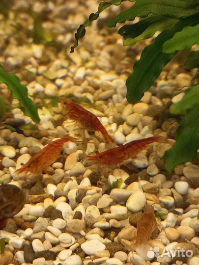 Рыбки Креветки Улитки Растения