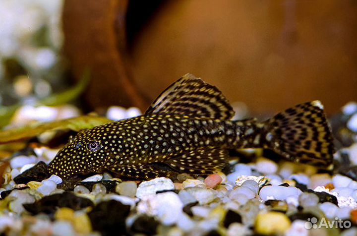 Аквариумные рыбки и растения