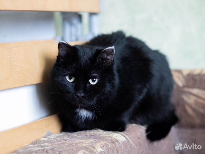 Трюфелька ищет дом