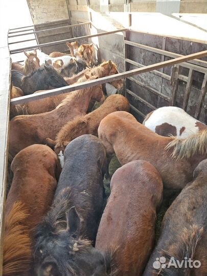 Жеребята полутяжные