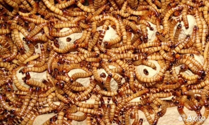 Мучной червь (живой)