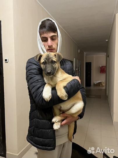 Собака в добрые руки отдам бесплатно