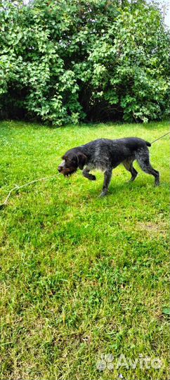 Дратхаар вязка