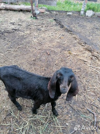 Козлик нубо - битал