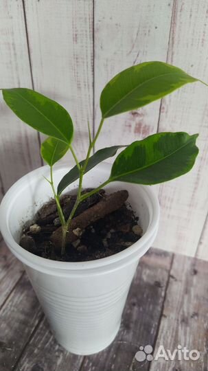 Фикус (набором)