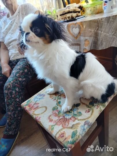 Продается щенок японского хина