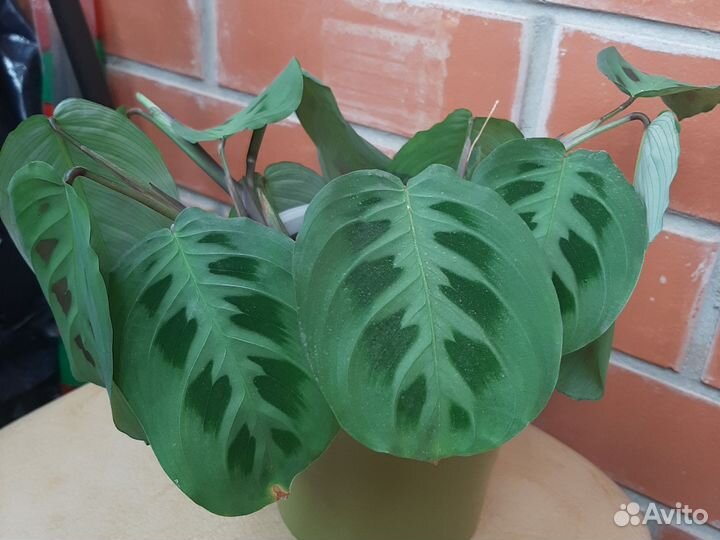 Много растений