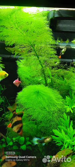 Аквариумные растения и коряги