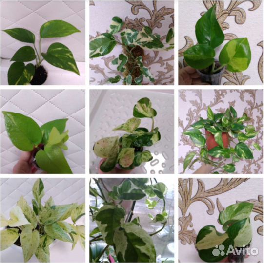 Цветы, комнатные растения