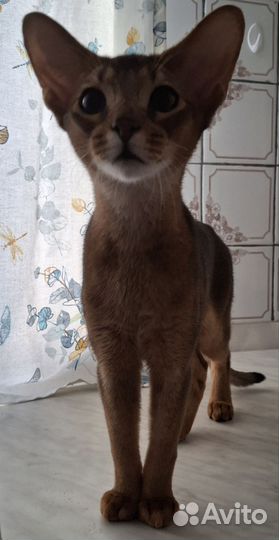 Абиссинские котята