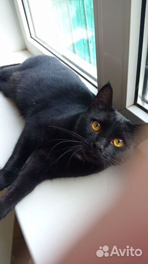 Красавчик в семью