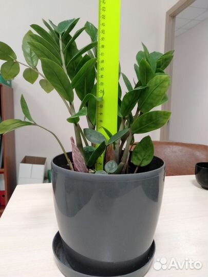 Замиокулькас