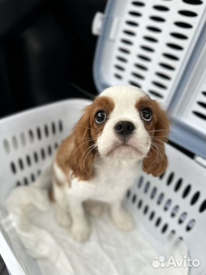 Перевозка домашних животных по всему миру