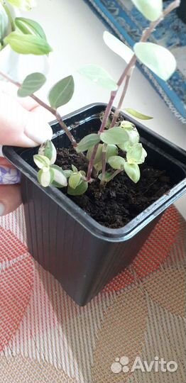 Рассада традесканции и пилеи