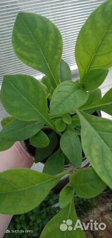 Тайдалы, петуния