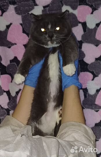 Кошка