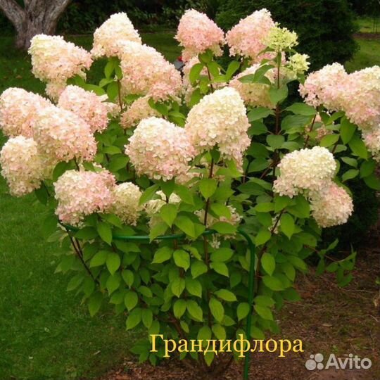 Гортензии метельчатые новинки