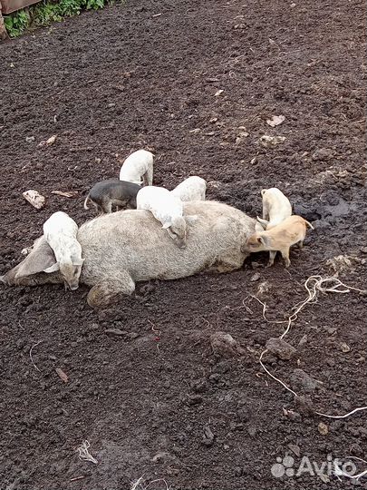 Поросята венгерской мангалицы