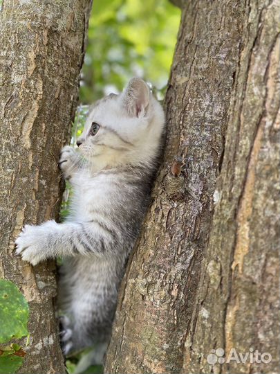 Шотландские котята