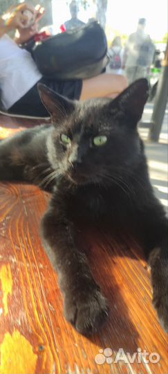 Котик бесплатно