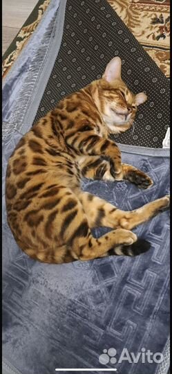 Кот бенгальский