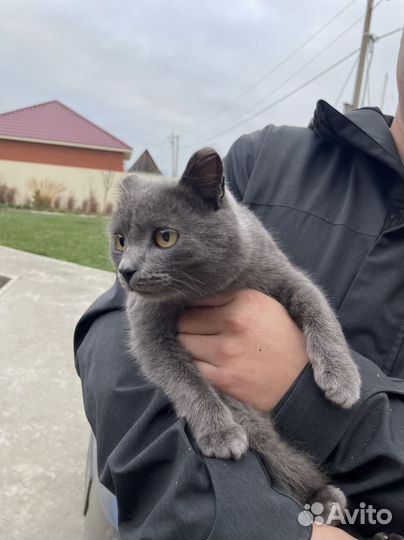 Кот молодой